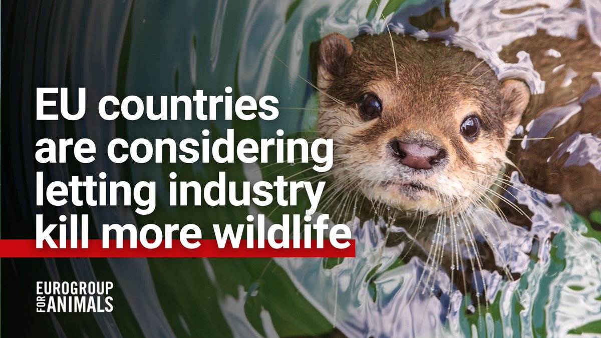 Eurogroup For Animals tweet media