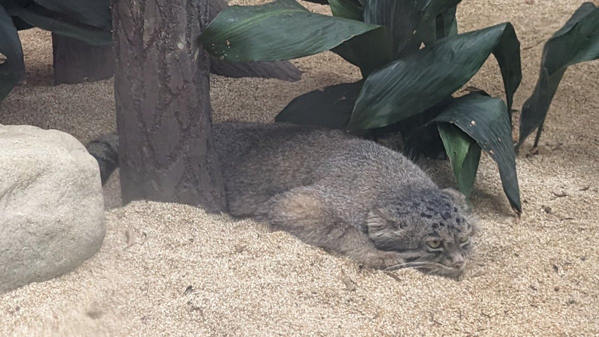 マヌラーの山下 tweet media