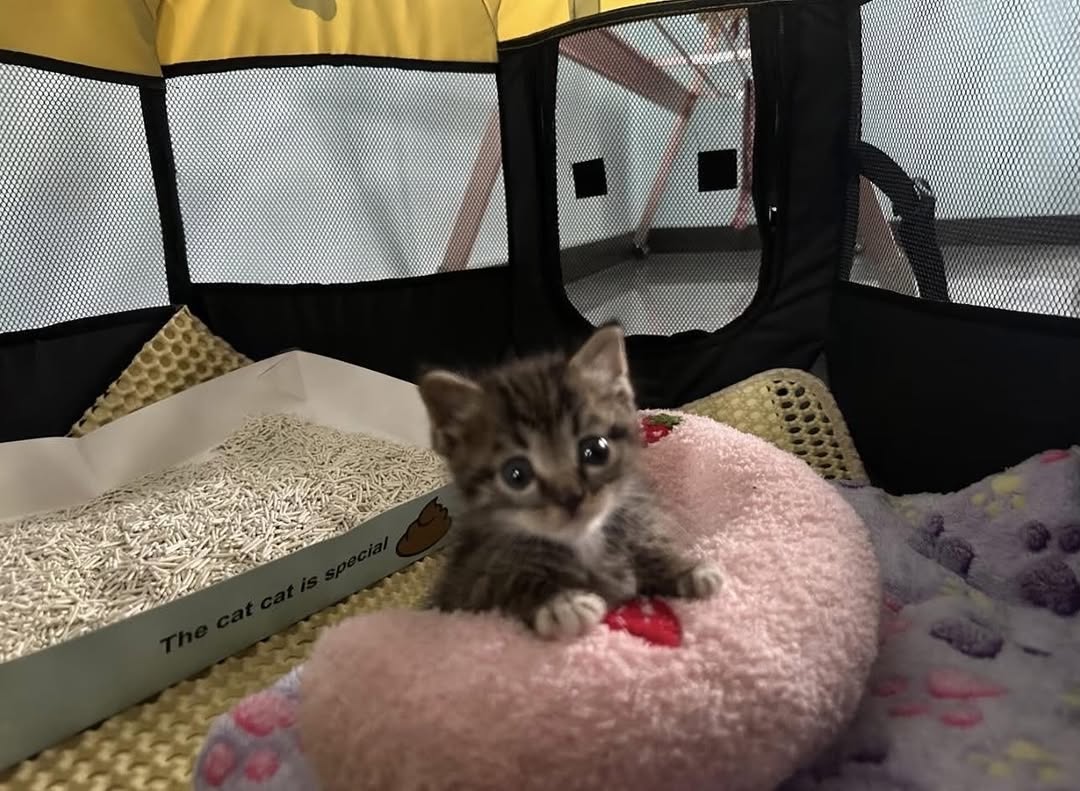 smol silly cat tweet media