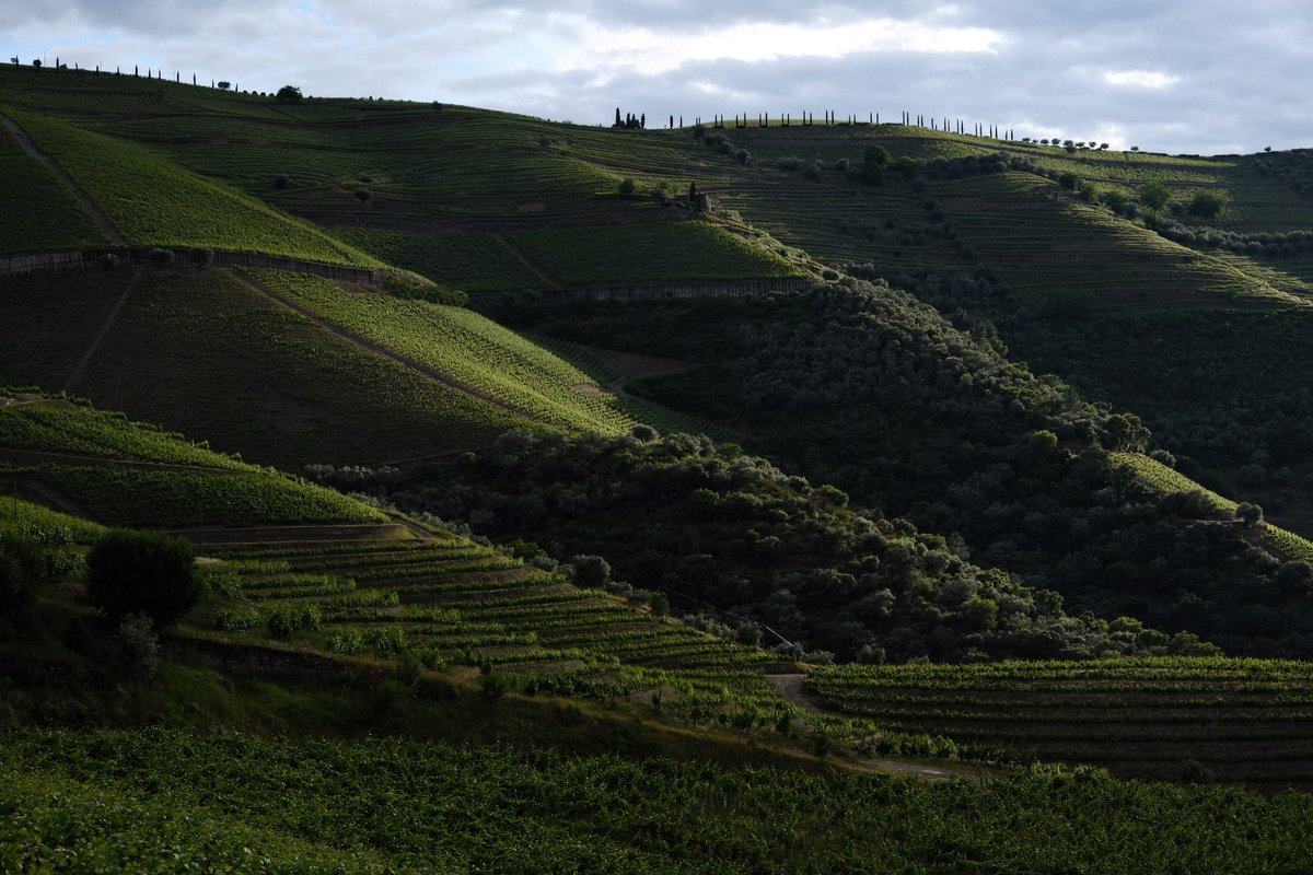 josebrito's tweet photo. Douro Valley, always a joy to go back. https://t.co/dxwtmnRzwc