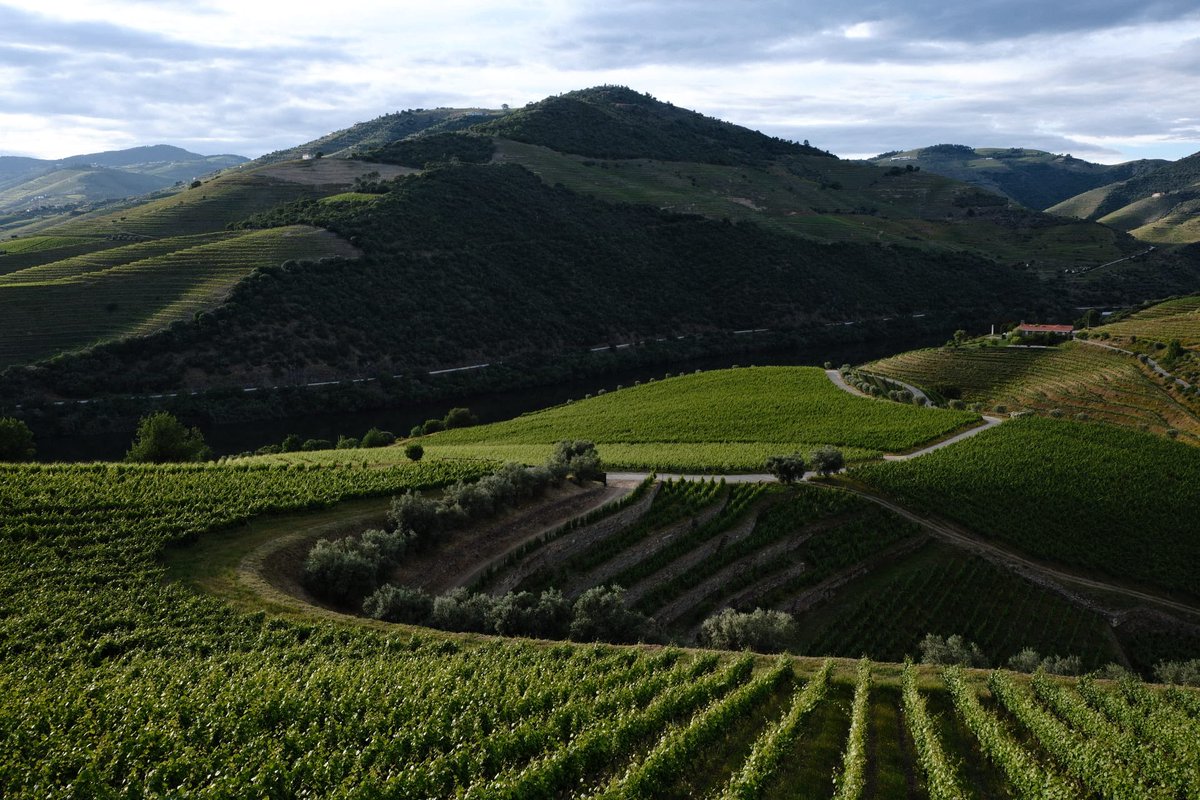 josebrito's tweet photo. Douro Valley, always a joy to go back. https://t.co/dxwtmnRzwc