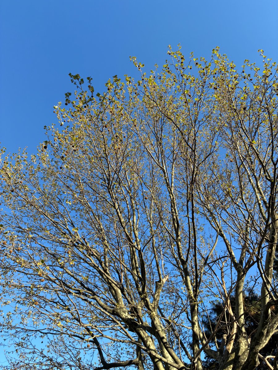 おはようございます。 風が強い日が多い。気持ち的にも大風が常に