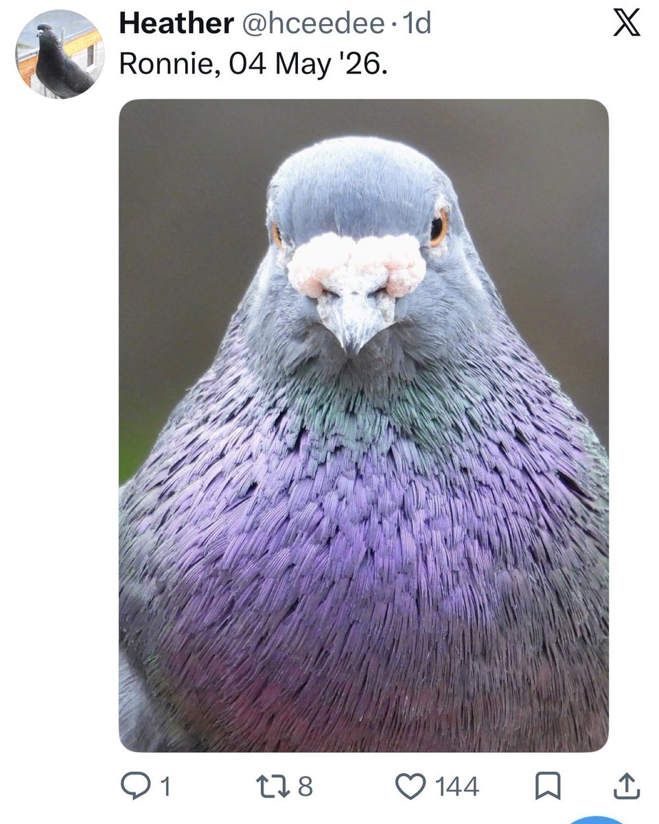 Howard Pidge tweet media