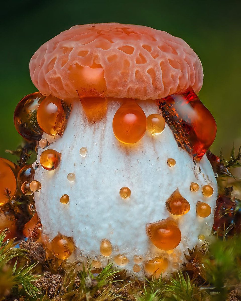 Nature is Amazing ☘️ tweet media