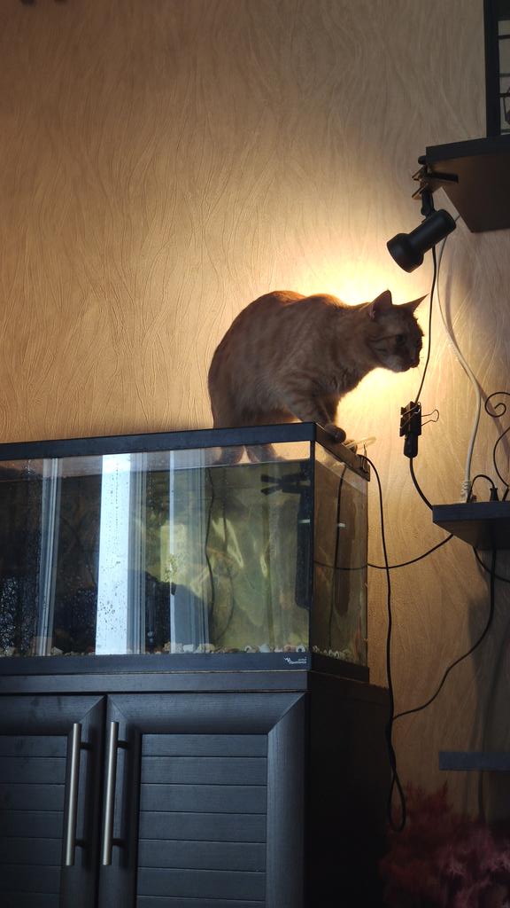 sailittt's tweet photo. вероятно, сомье говно - это изысканный котий деликатес https://t.co/aE4v1AclYg