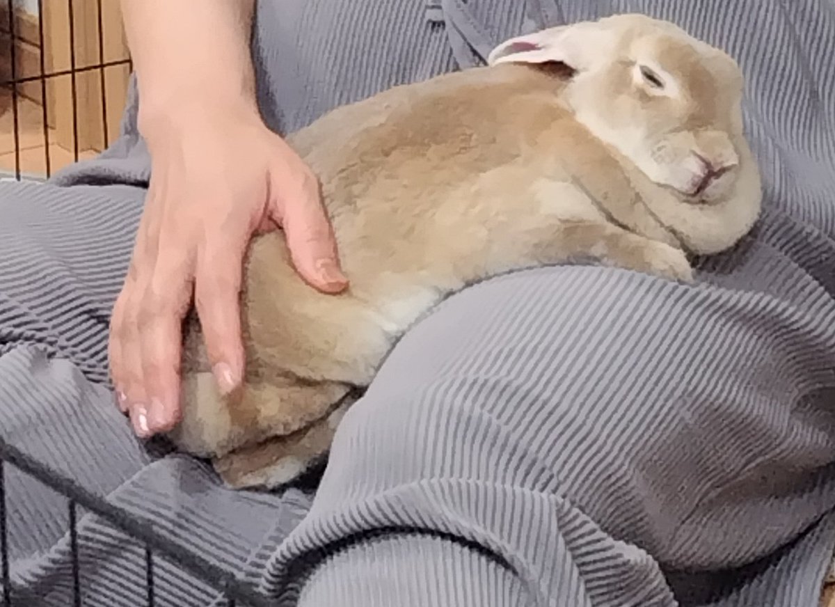 Monicamonioki's tweet photo. 甘えん坊のモニカたん🐇💕

#うさぎ好き https://t.co/xBkttVD5oa