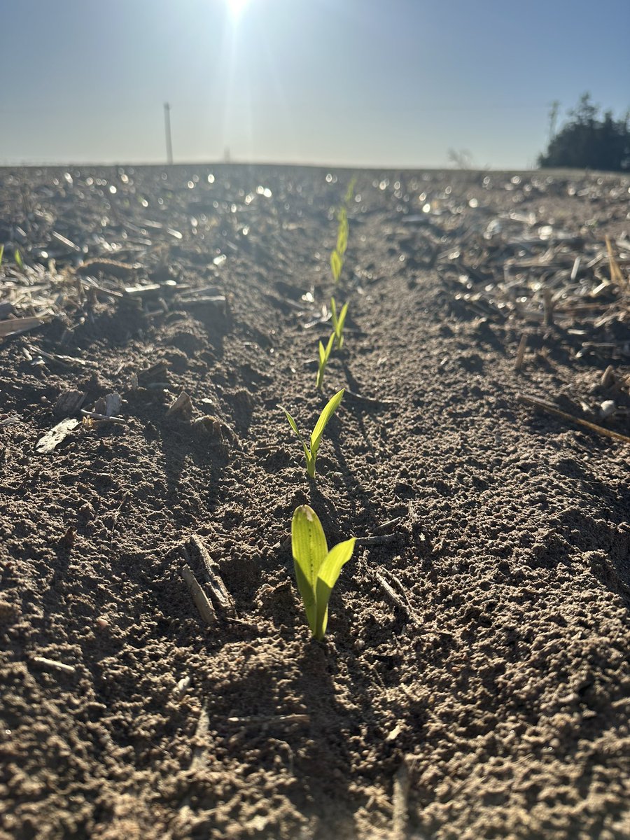 godseyag's tweet photo. First planted corn is up in NECO. Planted April 20th. 215-25TRE off to a good start. @ChannelSeed @Channel_CO_WY https://t.co/Wf67v2nKCa