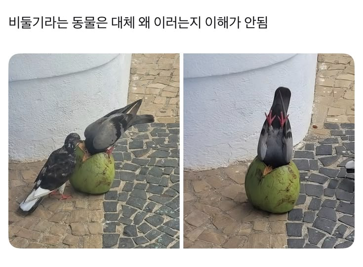 혼자보긴 아까운 트윗 tweet media