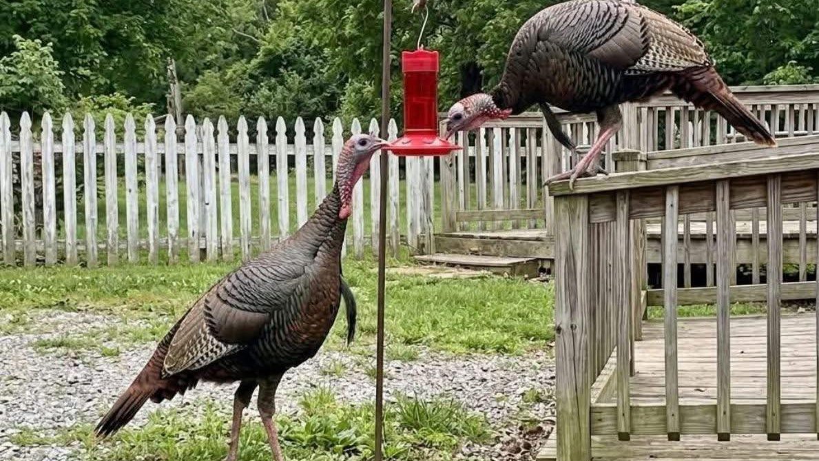 I think the wife is overfeeding the hummingbirds...