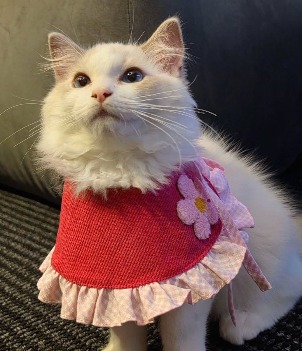 NANI DRESSES NOAH UP IN CUTE PRETTY COLLARS 😭