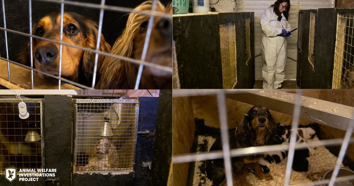 awipngo's tweet photo. AWIP worked alongside Nottinghamshire Police and Bassetlaw District Council as part of an ongoing investigation into suspected illegal puppy sales across Nottinghamshire. 53 dogs were removed from the address due to welfare concerns. Further enquiries remaining ongoing. https://t.co/Z3VgIq0ias