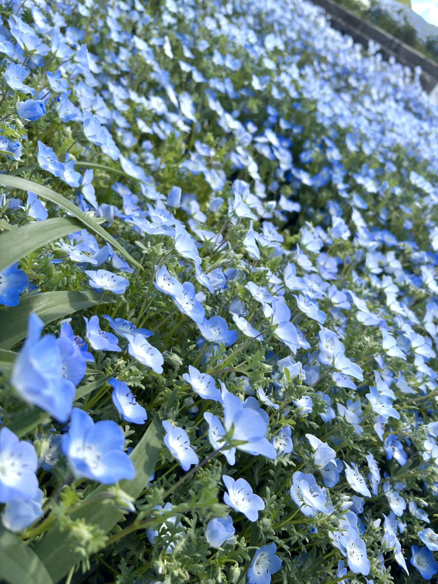 青鷹　【BLUE HAWK】 tweet media