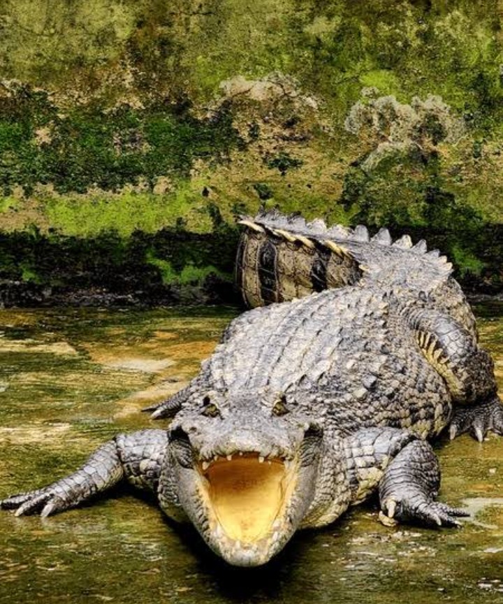 ALLIGATOR tweet media
