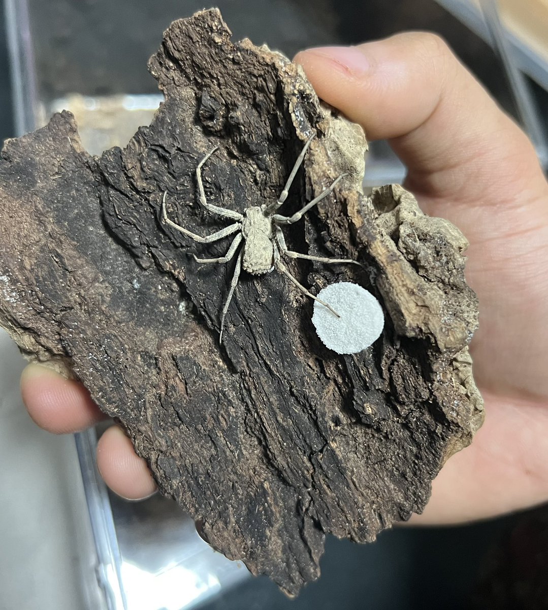 Sicarius gracilis 2腹目