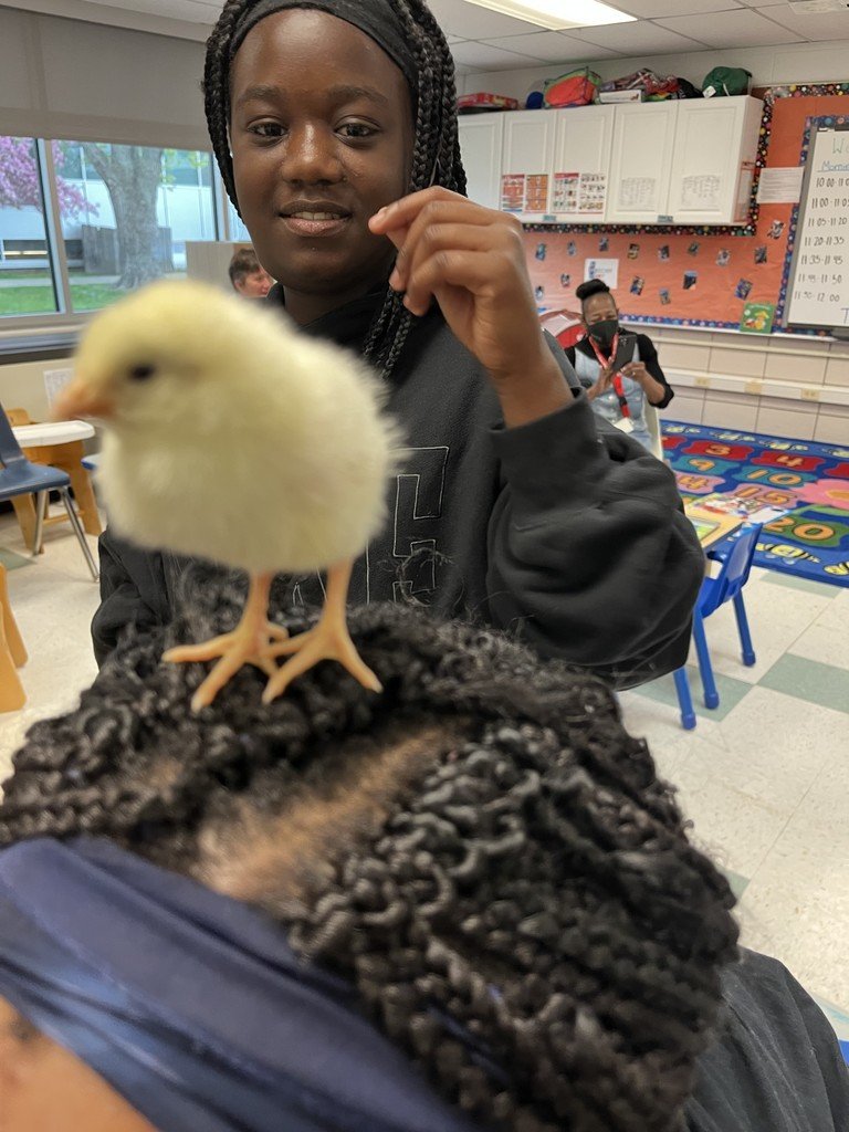 BeecherSchools's tweet photo. Old MacDonald had a farm… and Beecher Early Head Start is bringing the fun to life! Our little learners had a blast with tractors, songs, and hands-on farm fun! 🐄🌽
Growing minds through play, music, and exploration! 💛
#BeecherPride #EarlyHeadStart #LearningThroughPlay https://t.co/9iaKyn3MD5