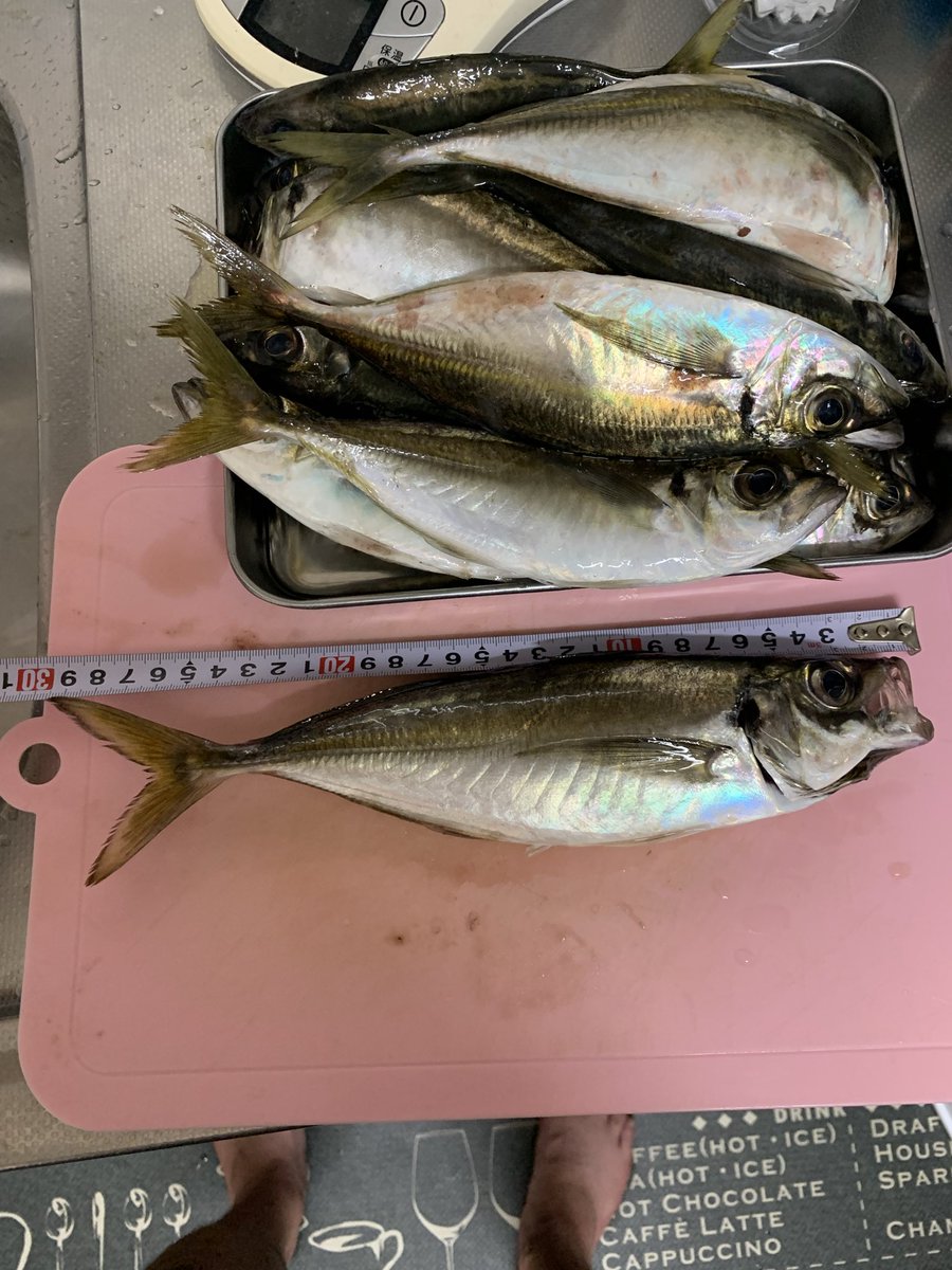 SHIGE202201's tweet photo. アジたくさんとスズキが釣れました。最大サイズのアジで尺あるか無いか、尺ないなー29㎝より大きいくらいでした。
スズキひょっとして1匹ヒラ？
日が落ちてアジが釣れなくなったのでルアー投げたら速攻でした。 https://t.co/WTQcwU0sxN