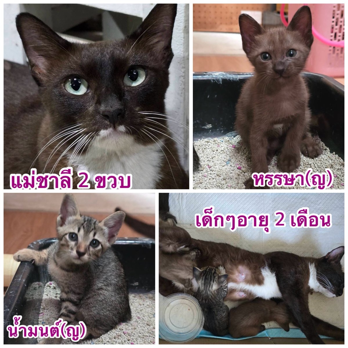 ไม่เอารัฐประหาร tweet media