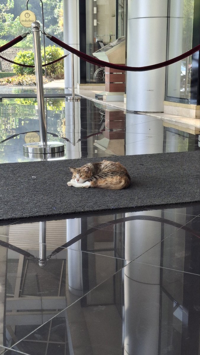 xlycoriss's tweet photo. look what i found at rektorat! https://t.co/d1C4swR3Kp