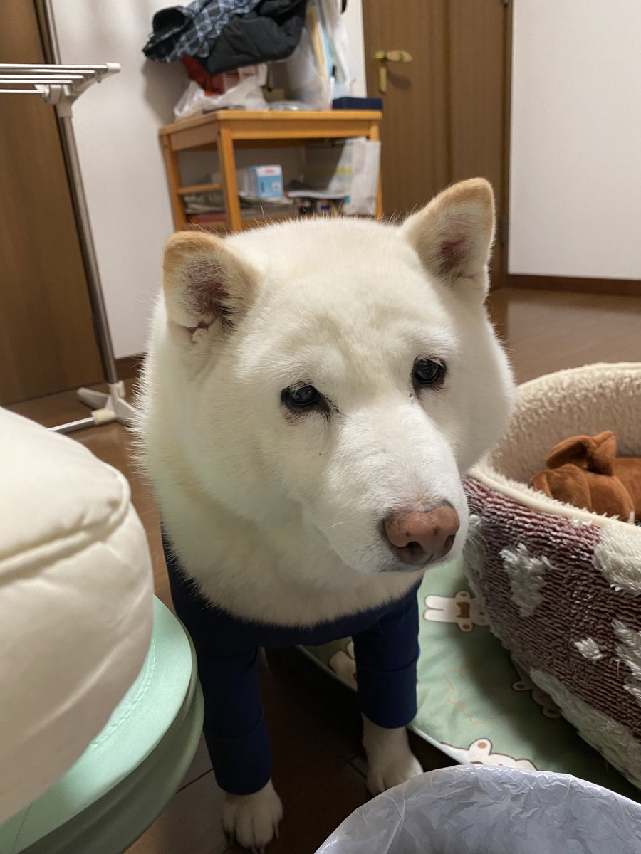 まゆげ店長「もうねるで」