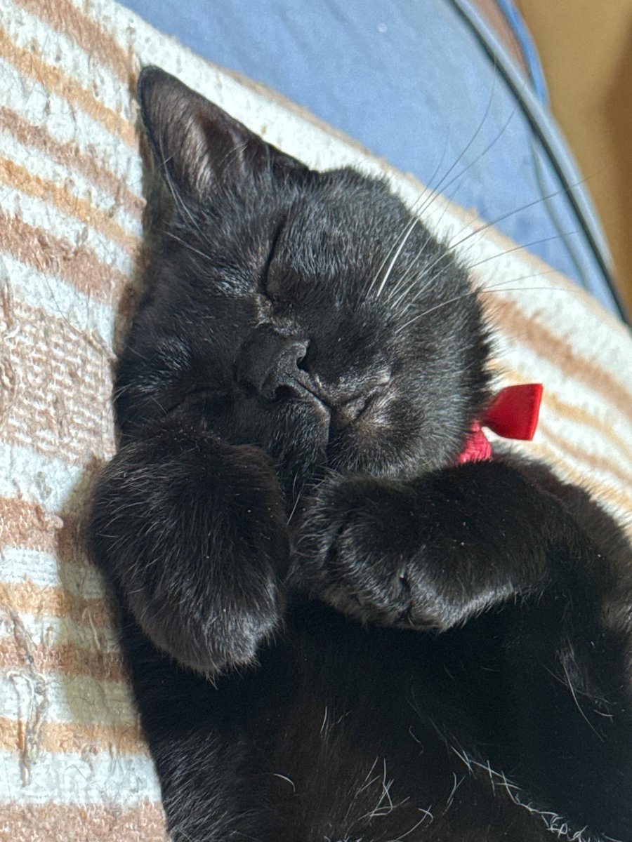 Fuzz1F's tweet photo. おやすみなさい😴

#ねこ
#くろねこ https://t.co/MGxnb7NmlE