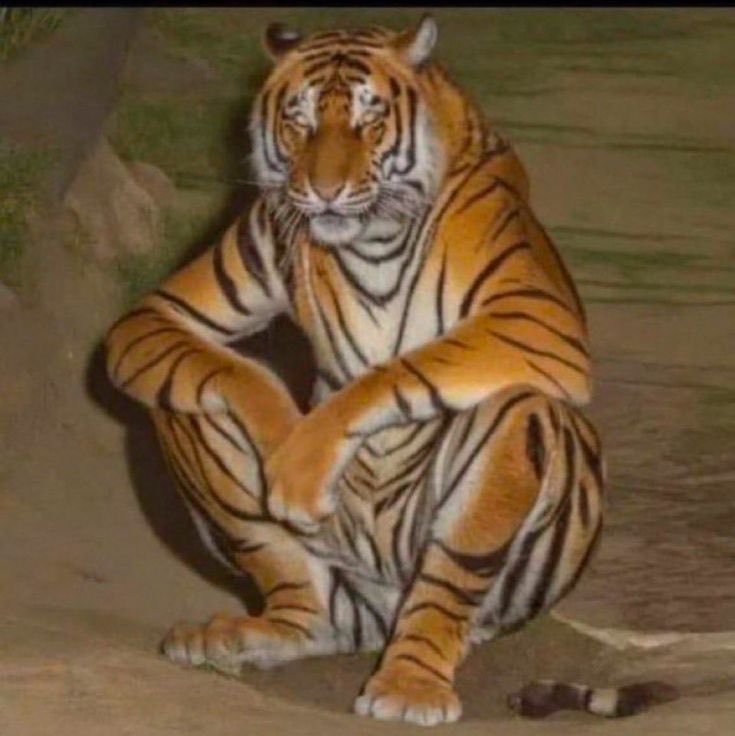 Tiger tweet media