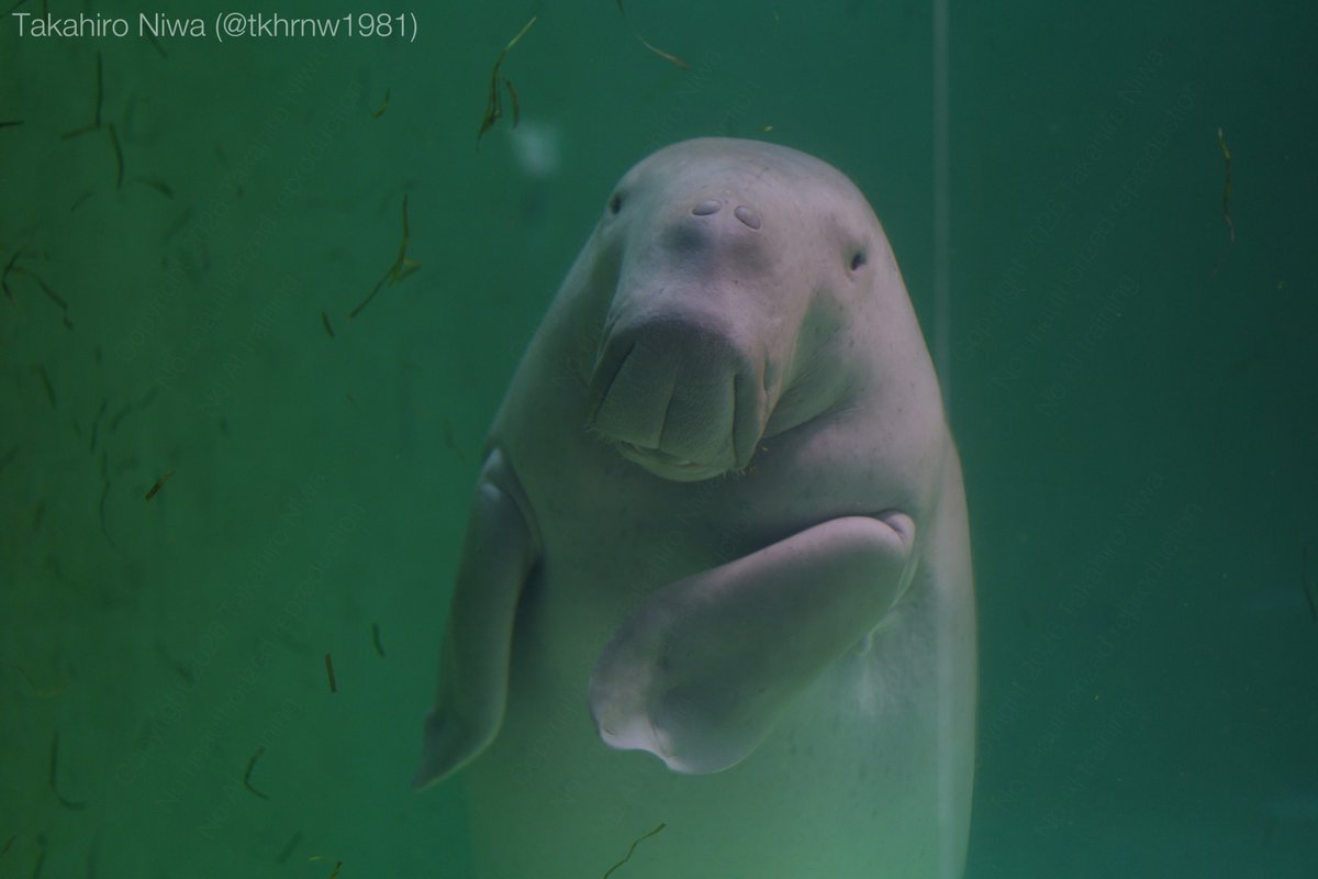 tkhrnw1981's tweet photo. マナティーに会ってきました
We were greeted by manatee.

#鳥羽水族館 #マナティー #aquarium #manatee https://t.co/sylNFm4k6L
