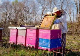 Niagara Bee tweet media