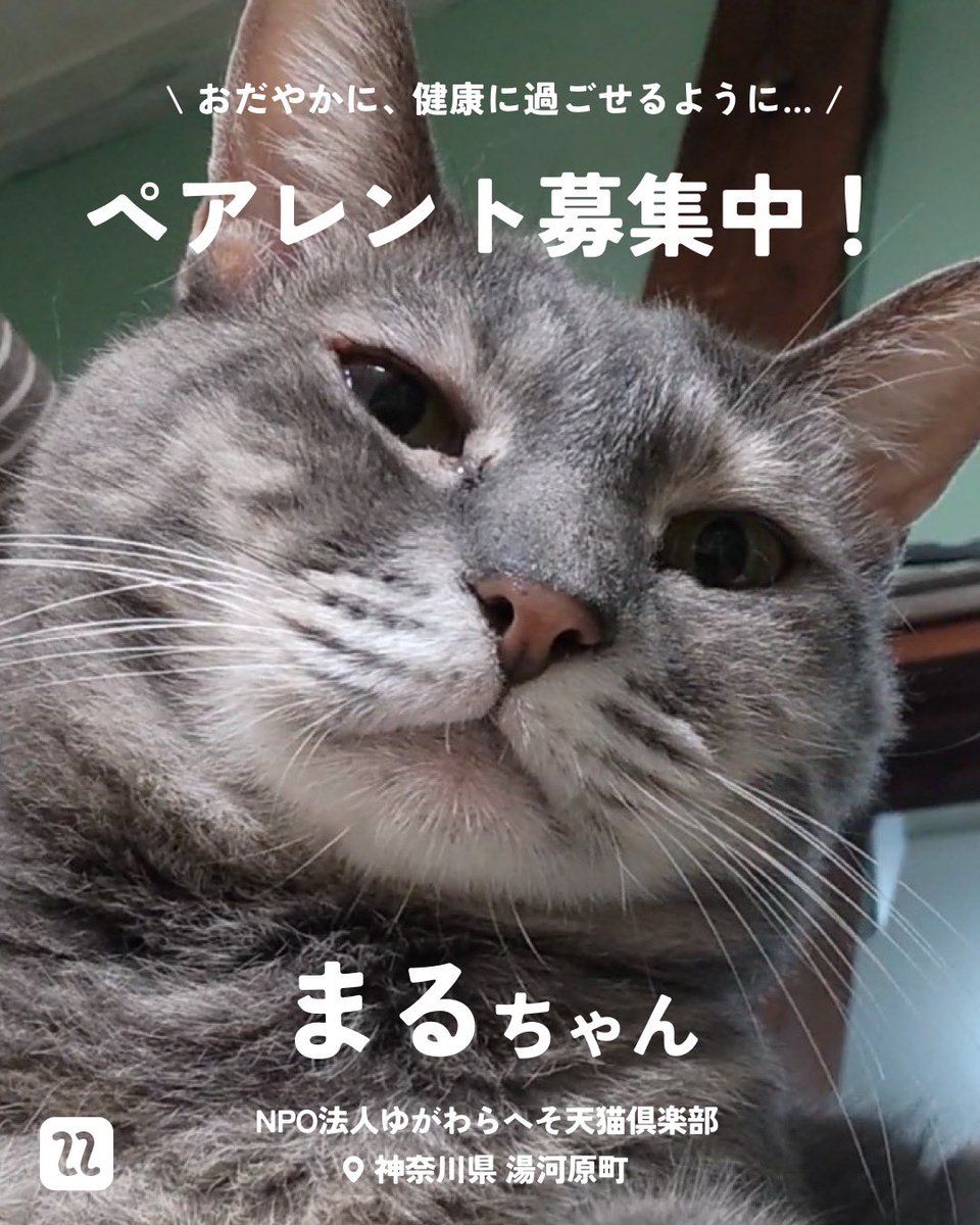 NPO法人ゆがわらへそ天猫倶楽部で暮らす 『まる』ちゃん🐾 甘えること