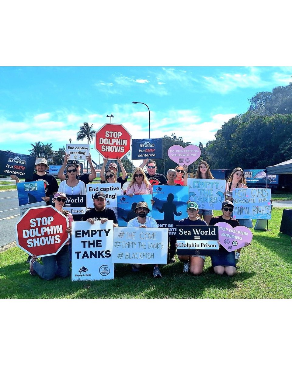 Dolphin Project tweet media