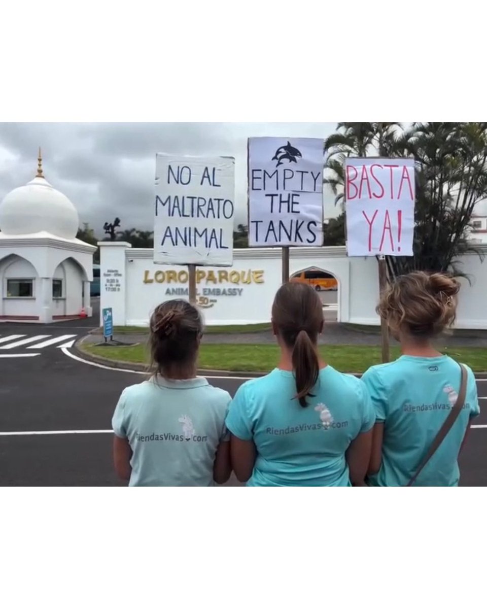 Dolphin Project tweet media