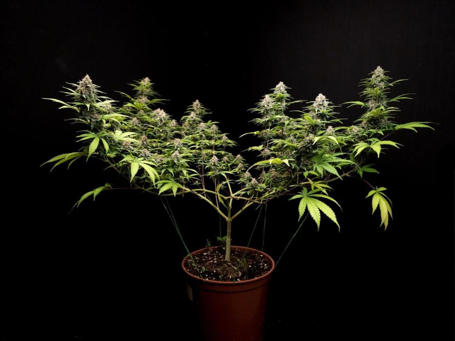 spliffseeds's tweet photo. Zkittlez week 13
📸:BudMastero
#spliffseeds https://t.co/b8C0Fi8tGg