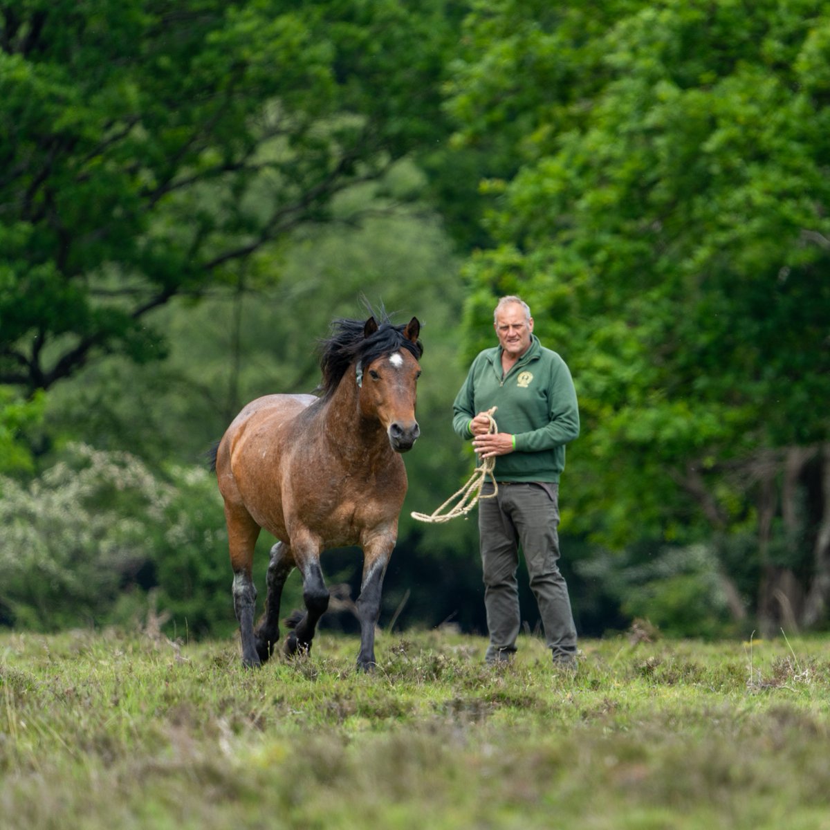 NewForestNPA's tweet photo. New Forest stallions are being let out onto the Forest today, marking the start of the traditional breeding season.  

Specially selected stallions are released into specific areas of the Forest for six weeks to maintain the quality and bloodlines of the rare breed New Forest pony. 

The stallions are owned by local people called Commoners and are licensed to be out on the Forest by the Verderers of the New Forest who oversee the commoning system. 

This year, 25 stallions will be turned out across the Forest, and are permitted to remain out until Monday, June 22.

As always, please take extra care when out in the Forest and admire the animals from a distance - do not approach or touch, and never feed them as there is plenty of food to go around!

#NewForest #NewForestPonies #Commoning #Stallions #KeepYourDistance #DoNotFeedThePonies #SlowDownForAnimals #ExpectTheUnexpected