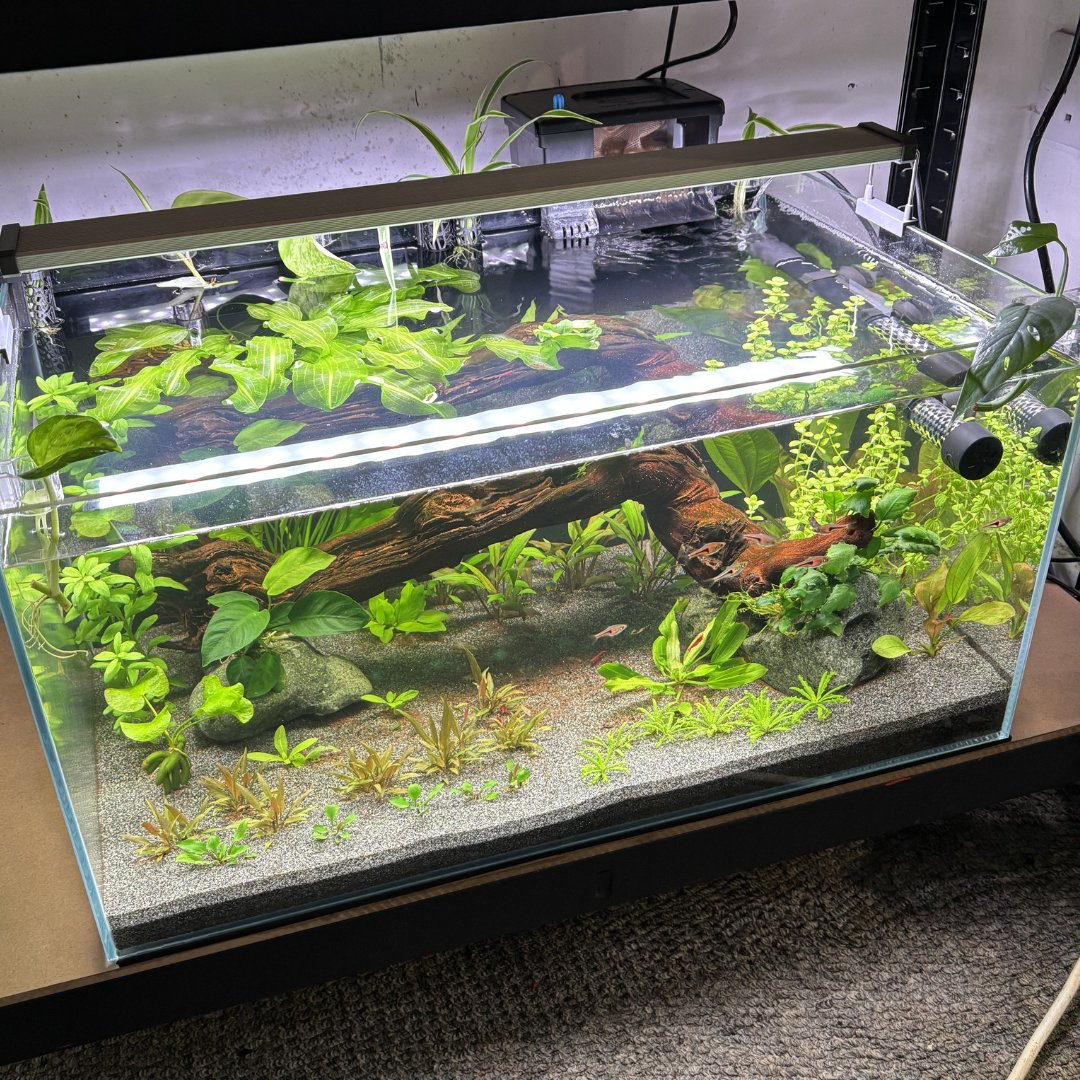 Golden Fish Tank (URL：g.cc).omi