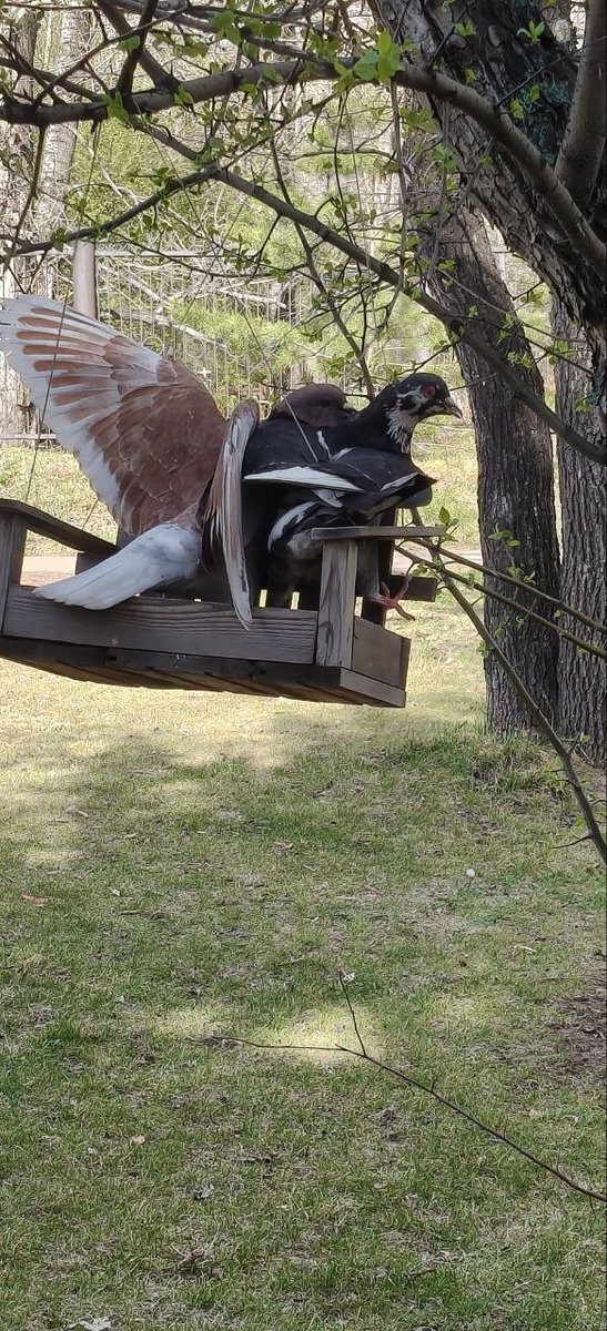 glabeliondos's tweet photo. Эта кормушка восхитительна😍 лавочка для птичек 🥰🐦 https://t.co/ns8kHKCWq4