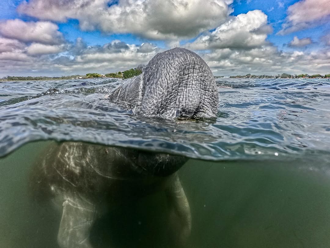 manateecoffee's tweet photo. Starting the week on manatee time 🌊

📷: @caseyfredettephotography https://t.co/N7tArAxsPg