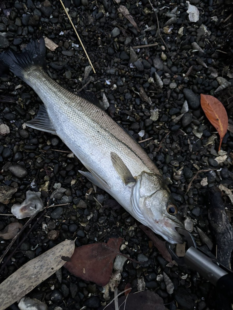 GIOS_FELUCA's tweet photo. 仕事帰りに
ちょっとだけ
釣りに行ってきました🎣

３０センチ程のシーバス２匹に
遊んでもらえましたよ✨

また遊んでもらえると
良いのですけどね😆👍🏻

#ライトゲーム https://t.co/f18BZtYurT