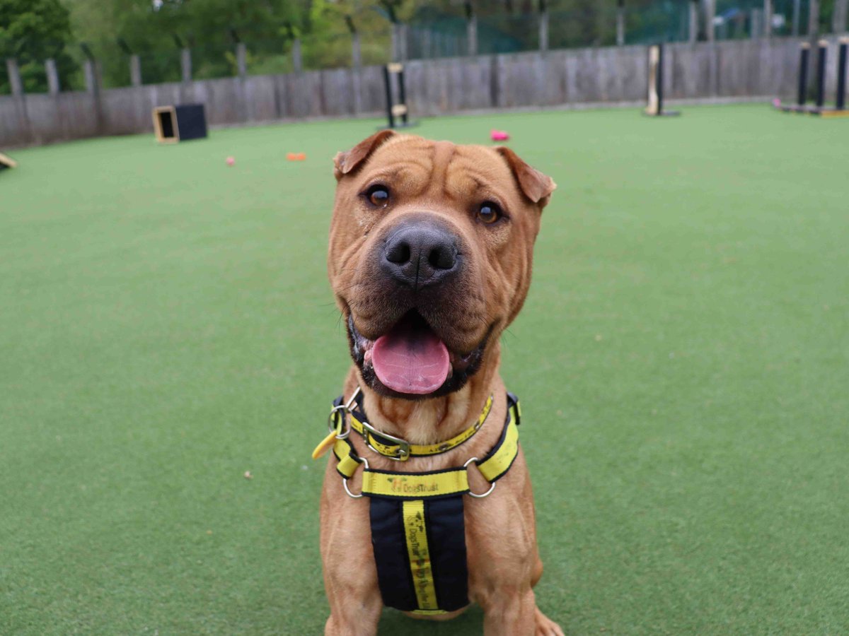 Dogs Trust Glasgow tweet media