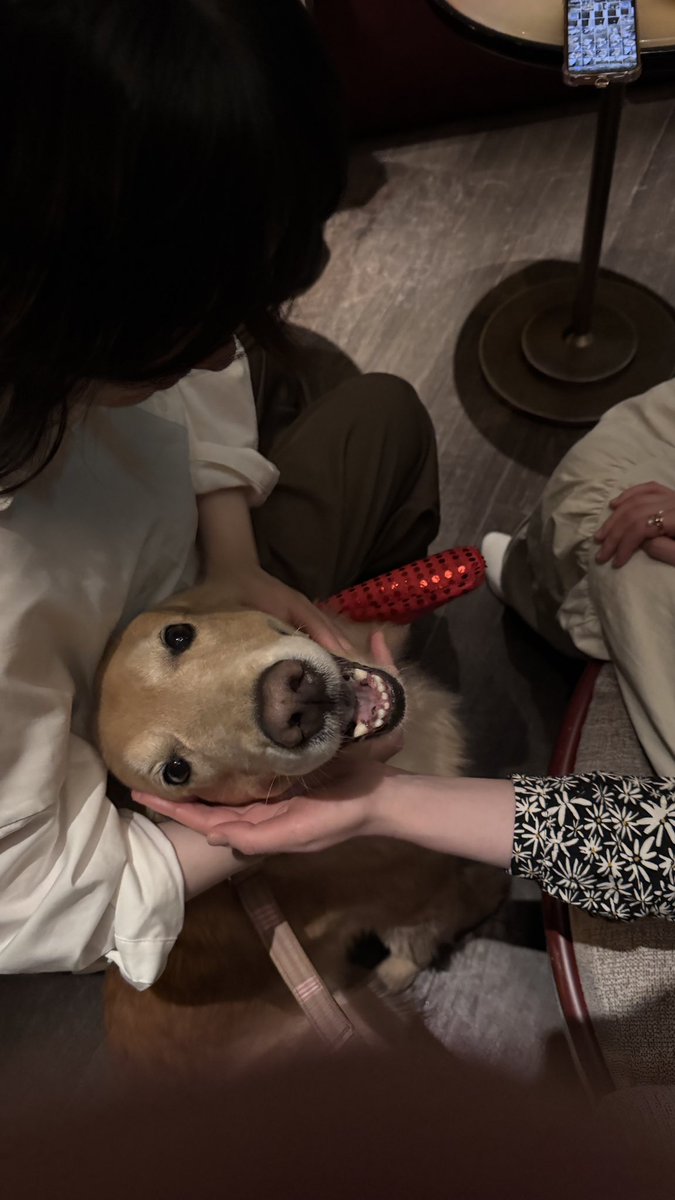 ゆずゴールデンレトリバー (@YuzuGoldendog) / Posts / X
