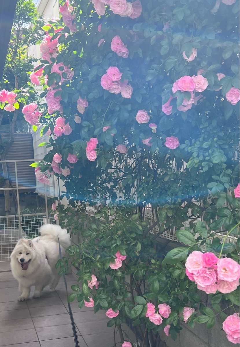 ENELE_Samoyed tweet media