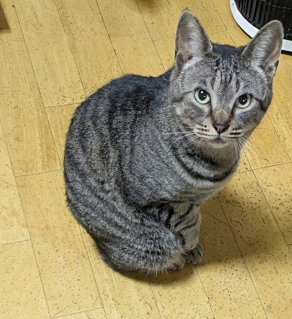 popncat tweet media