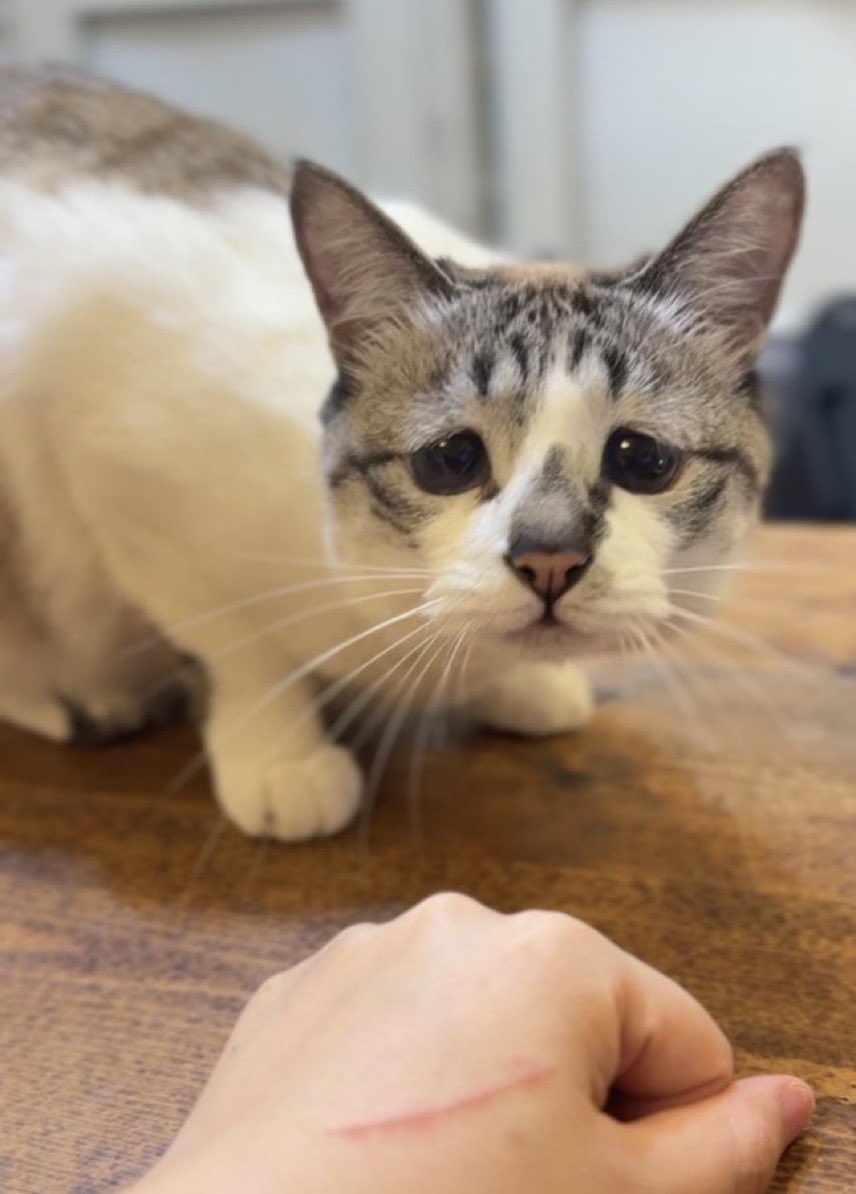 おかっぱ猫 tweet media