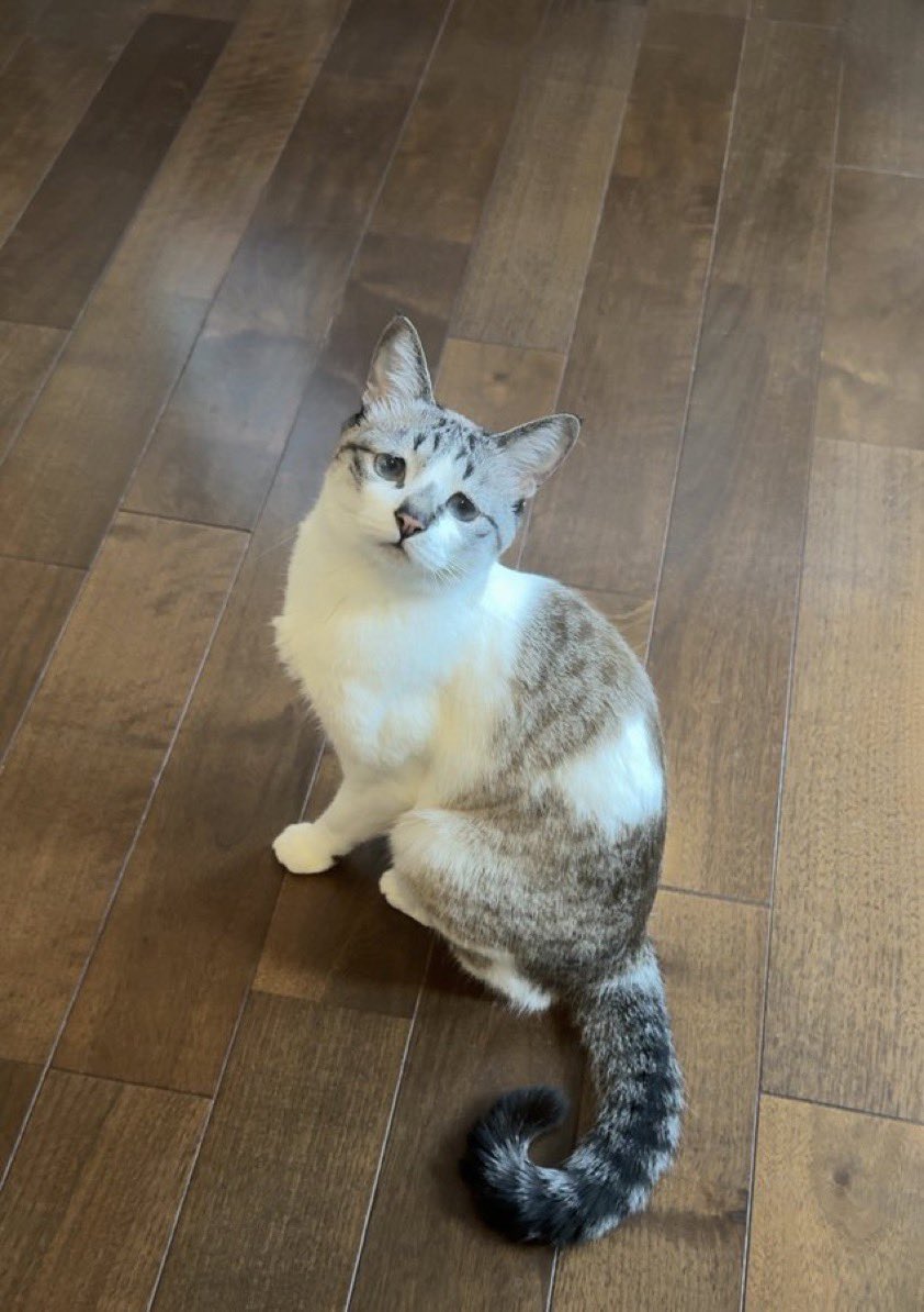 おかっぱ猫 tweet media