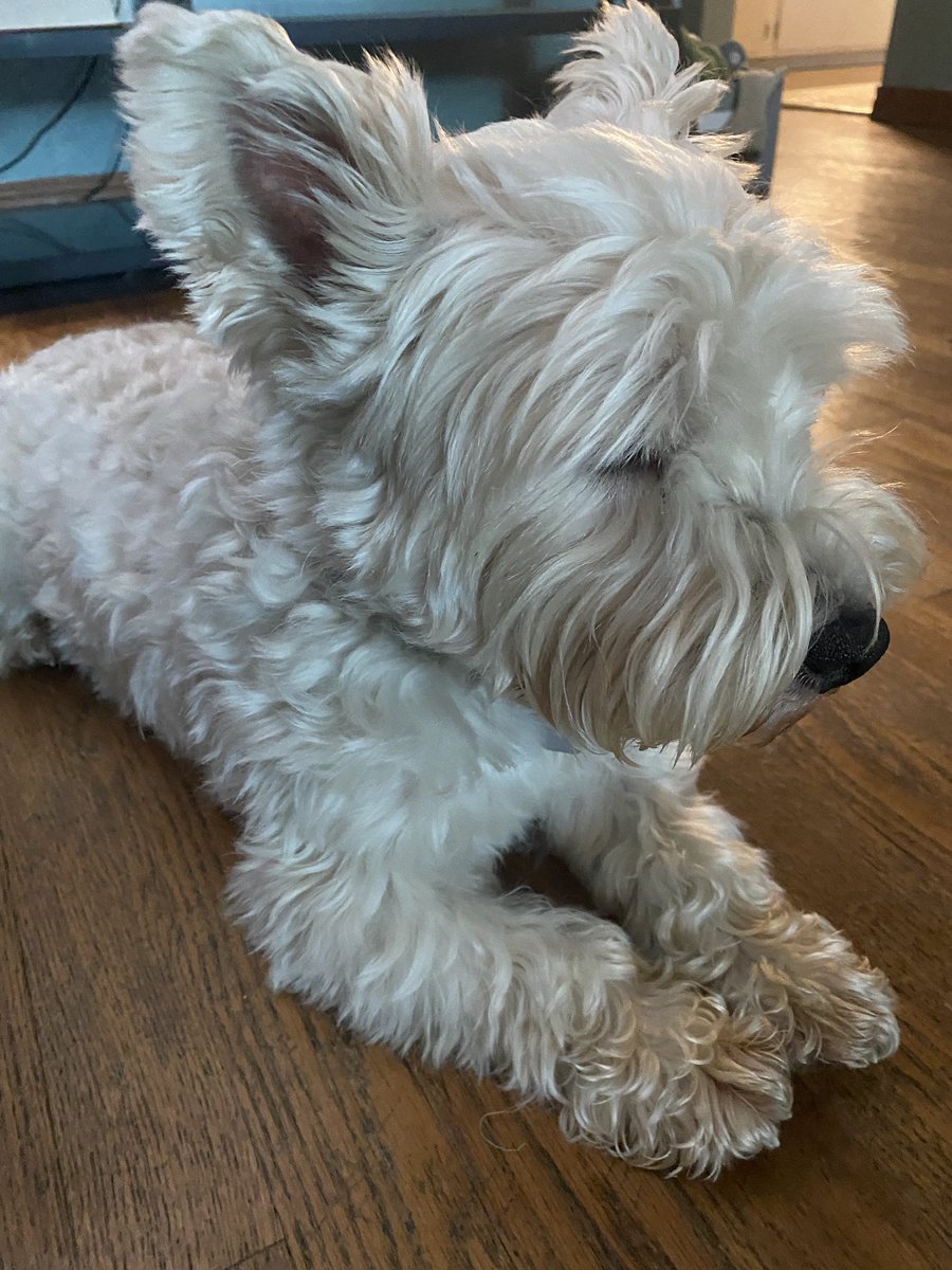 Angus the Westie and Megan tweet media