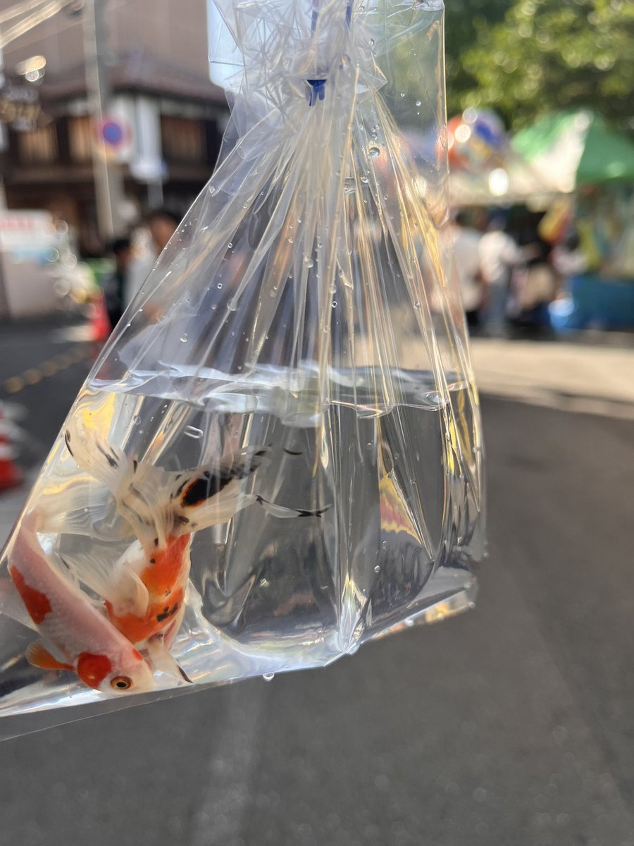 金魚救い tweet media