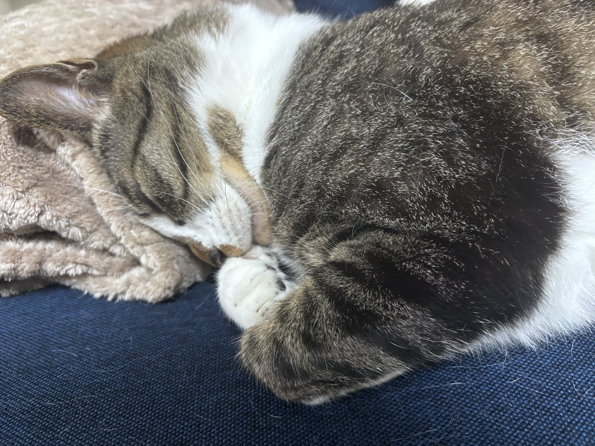NEAR5884's tweet photo. ニア助、寝顔が安らかすぎる😴

#猫のいる暮らし https://t.co/HKsJRD97xq
