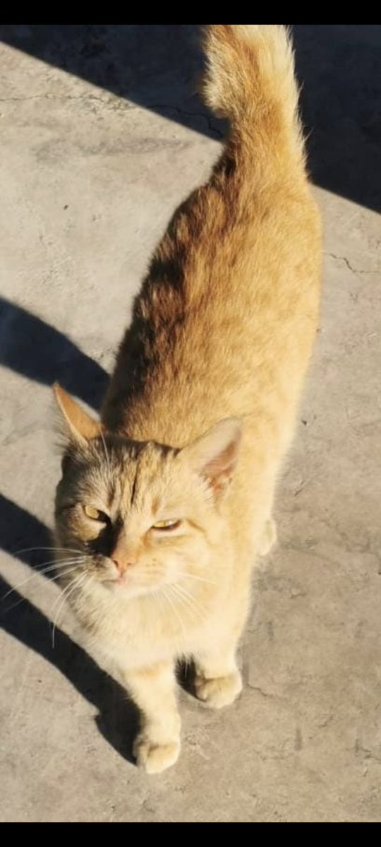 Nei Nei 🐱 De la colonia tweet media