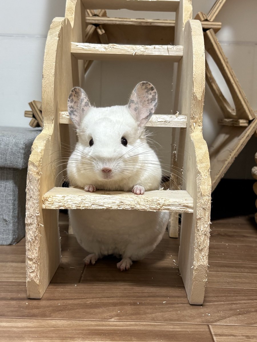 🐭「ママ、ここだよ！！」