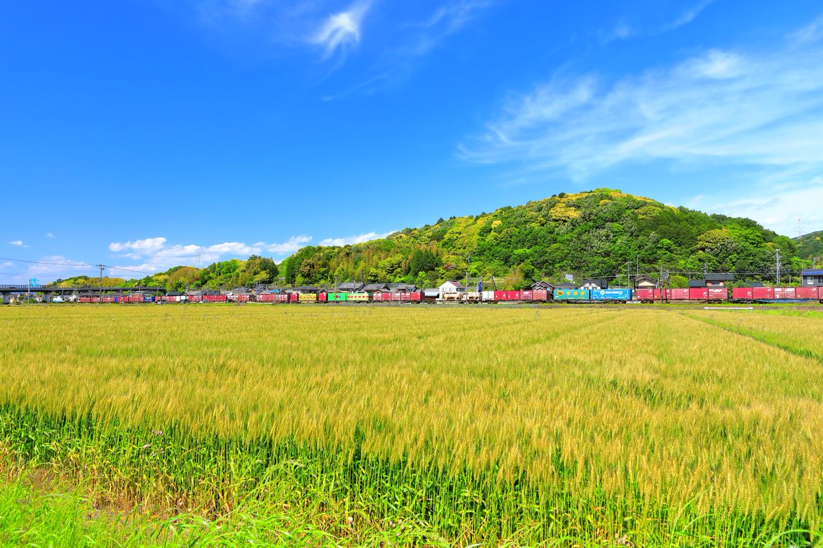 utamarukousa's tweet photo. ふと立ち止まったのどかな田園風景！貨物列車の力持ち桃太郎🍑は48両もの長ｰｰぃ貨物列車をｴｲﾎｯ,ｴｲﾎｯって掛け声をかけながら引っ張って行く様な姿に思わず拍手👏JR三ヶ根駅付近にて📸＃JR東海道本線 ＃桃太郎 ＃日本の田園風景 https://t.co/ubwZirEZDp