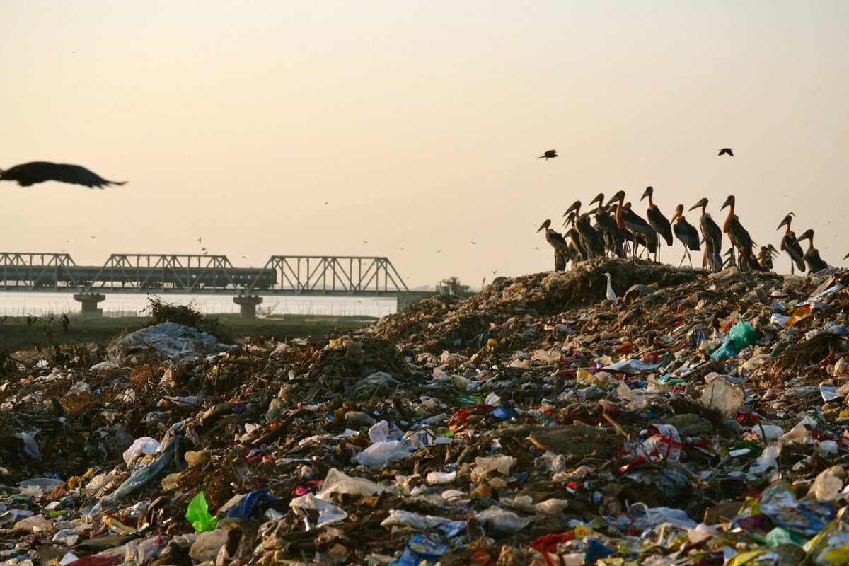 greenfuturetz's tweet photo. Today birds sing over piles of waste; tomorrow it may be us humans who no longer have clean air to breathe, clean water to drink, and fertile land to cultivate. This destruction is not far away—it is staring us directly in the face. It is time to wake up and correct our mistakes. https://t.co/DzBbiDuoVN