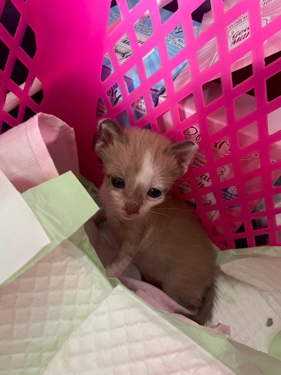 JohnJud | CUVET Animal Welfare Club tweet media
